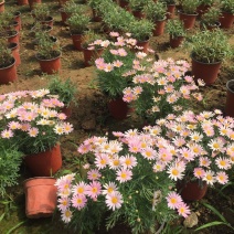 木春菊*终价格木春菊自产自销木春菊低价处理