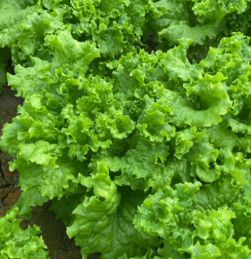 [花叶生菜批发]花叶生菜大量现货价格0.80元/斤 - 一亩田