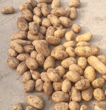 [v7土豆批发]土豆价格0.60元/斤 - 一亩田