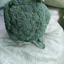 规格齐全西兰花产地直发量大优惠