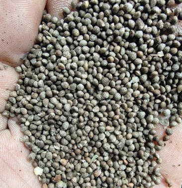 吉林深灰苏子品质好可以做调料榨油喂鸟馅料等