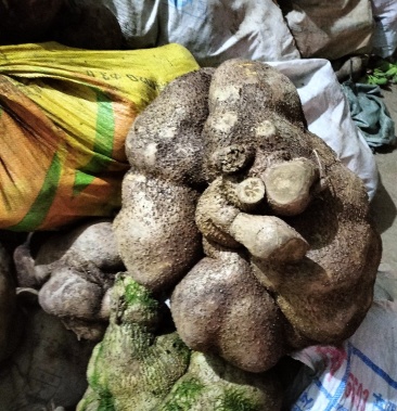 [山乌龟批发]山乌龟价格1.50元/斤 - 一亩田