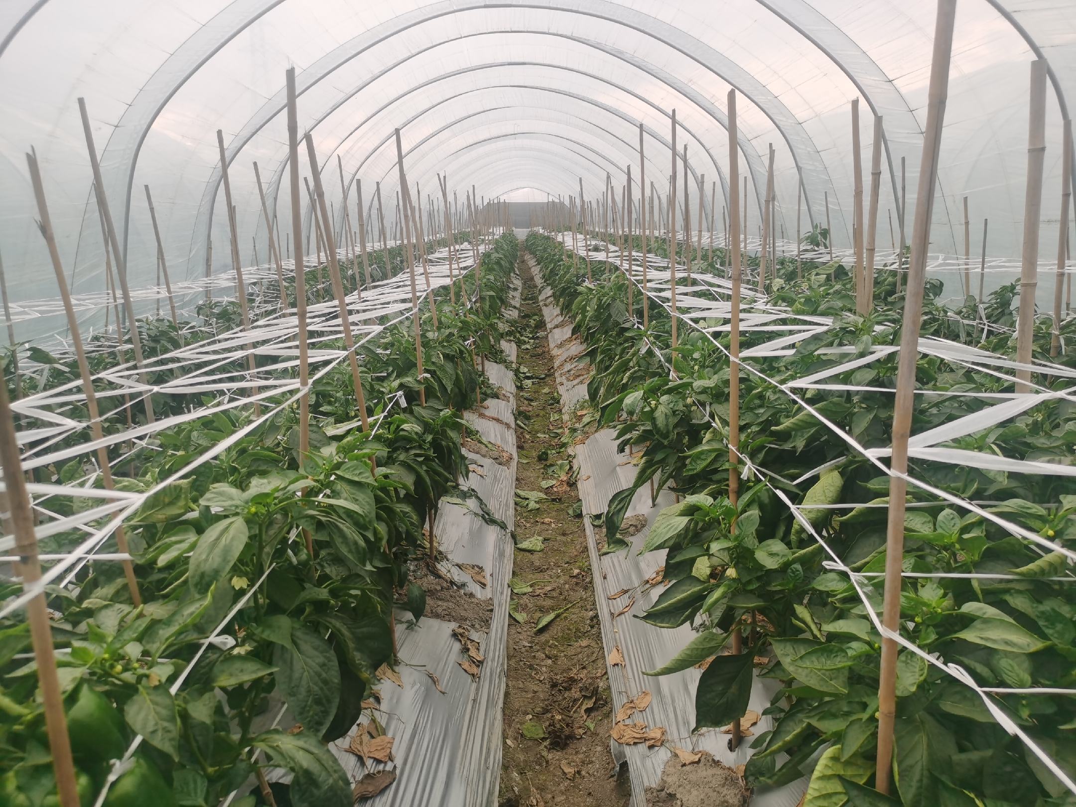 一名身穿工作服的农户手持电动背负式喷雾器,在温室内的圆椒植株间行走,正对着挂果的枝条进行叶面喷施操作;植株整齐排列,果实青绿饱满,喷头雾化效果良好,液体呈细密水雾状覆盖叶片和幼果表面 温室中农民正在进行叶面喷施钙肥作业