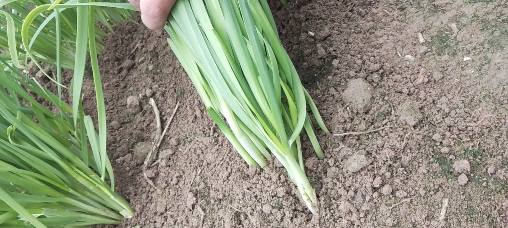 韭菜与韭黄对比图