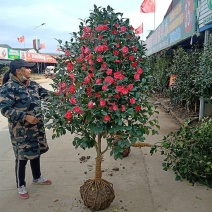 山茶花香妃树苗3/4/5/6公分价格耐冬茶花绿化风景树