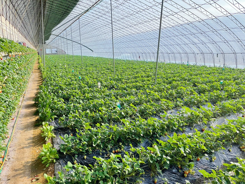 红颜奶油草莓种植园全景