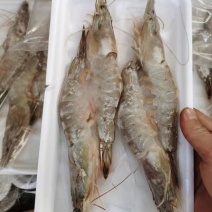 东方虾超大海虾鲜活特大对虾老虎虾海捕水产黑虎虾送礼佳品