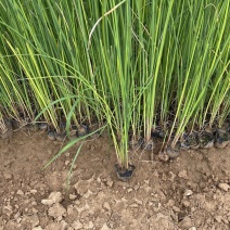 水葱自产自销水葱种植基地80万低价处理
