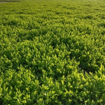 水芹菜和龙虾，菱米肉