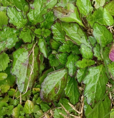 金疮小草筋骨草质量好现采现发包新鲜