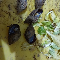 蜗牛