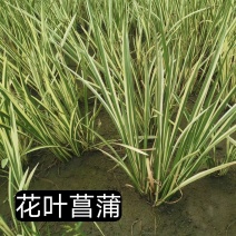 浙江杭州菖蒲货源充足欢迎咨询