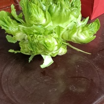 儿菜