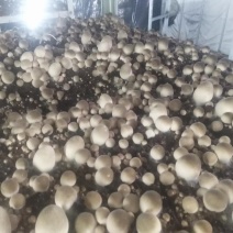 草菇