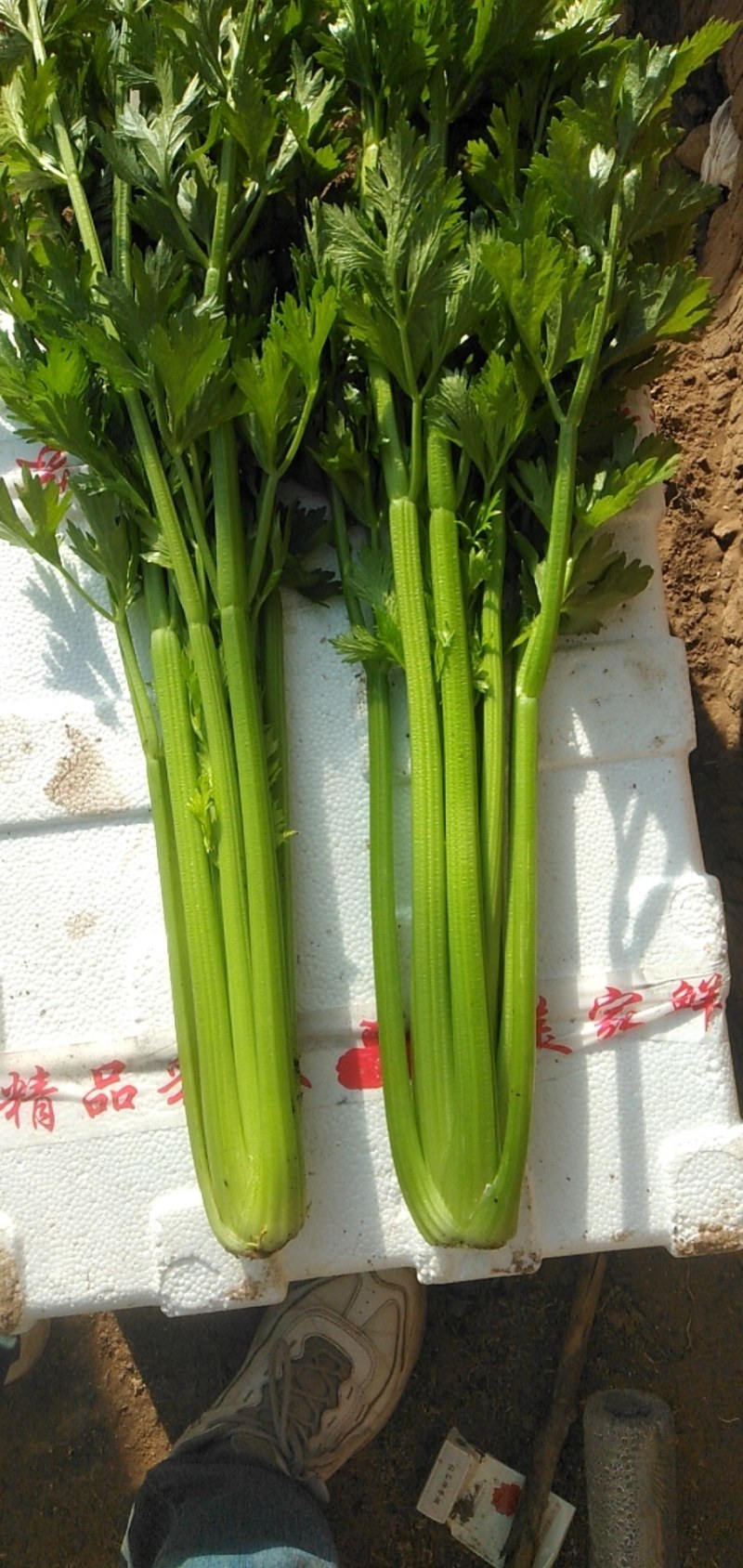 内蒙古赤峰林西县芹菜 1.00元/斤西芹