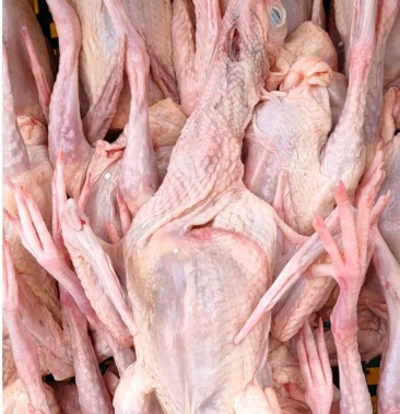 [乳鸽批发]现杀冰鲜乳鸽价格15.00元/个 - 一亩田