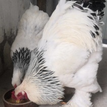 巨无霸婆罗门观赏鸡黑白花婆罗门鸡养殖种鸡