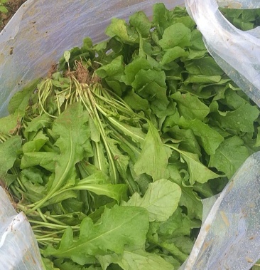 [荠菜批发]荠菜大量供应价格6.00元/斤 - 一亩田