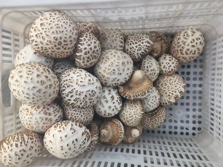 高清俯拍:浅褐色干香菇整齐平铺于玻璃盆中,浸泡在微黄清亮温水中,水面漂浮两片嫩姜和几粒枸杞,水温计显示40℃,旁置黄酒小勺 干香菇温水黄酒姜片浸泡特写