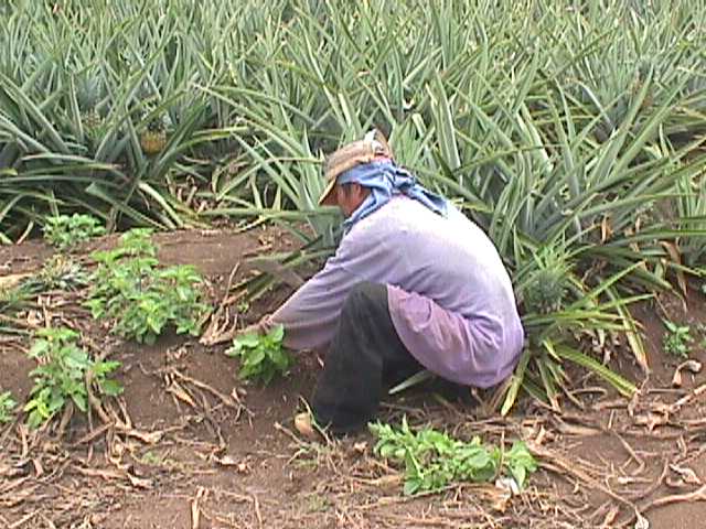 田间工人正在进行凤梨水果萝卜条播作业,使用小型播种器均匀撒种,随后覆土并轻压,旁边放置标尺显示行距为20厘米,背景可见整齐排列的种植畦和灌溉管道系统 凤梨水果萝卜播种与田间管理场景