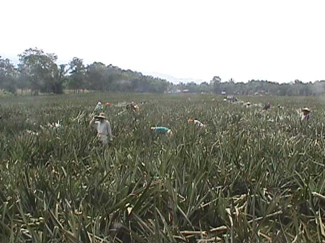 果园采摘场景,游客正在采摘荔枝 荔枝果园采摘场景