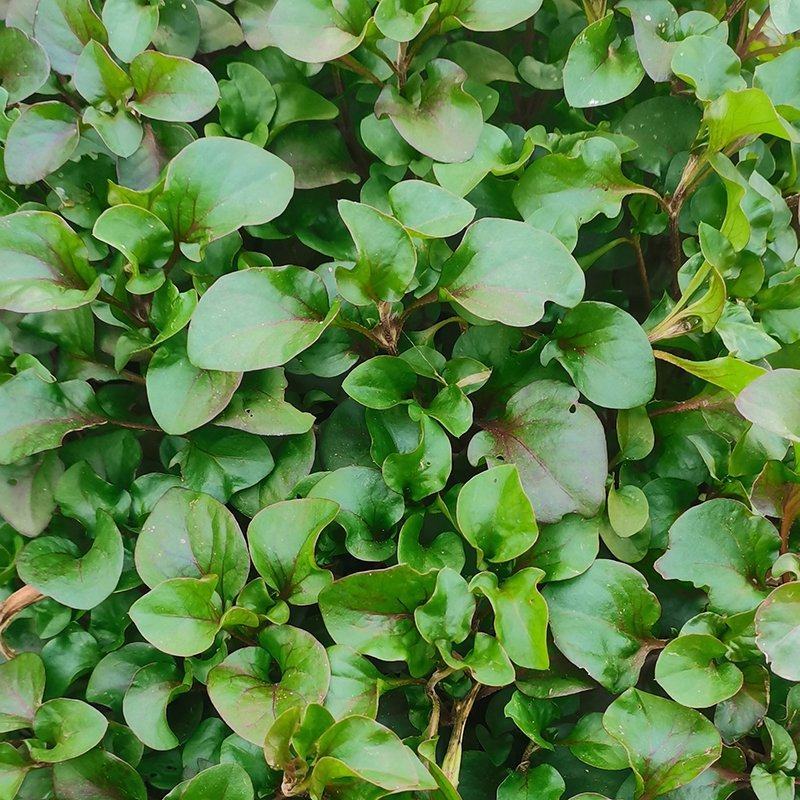 台湾枸杞菜种苗叶用枸杞芽头旱地西洋菜锦绣苋多年生菜用枸杞