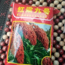 高粱