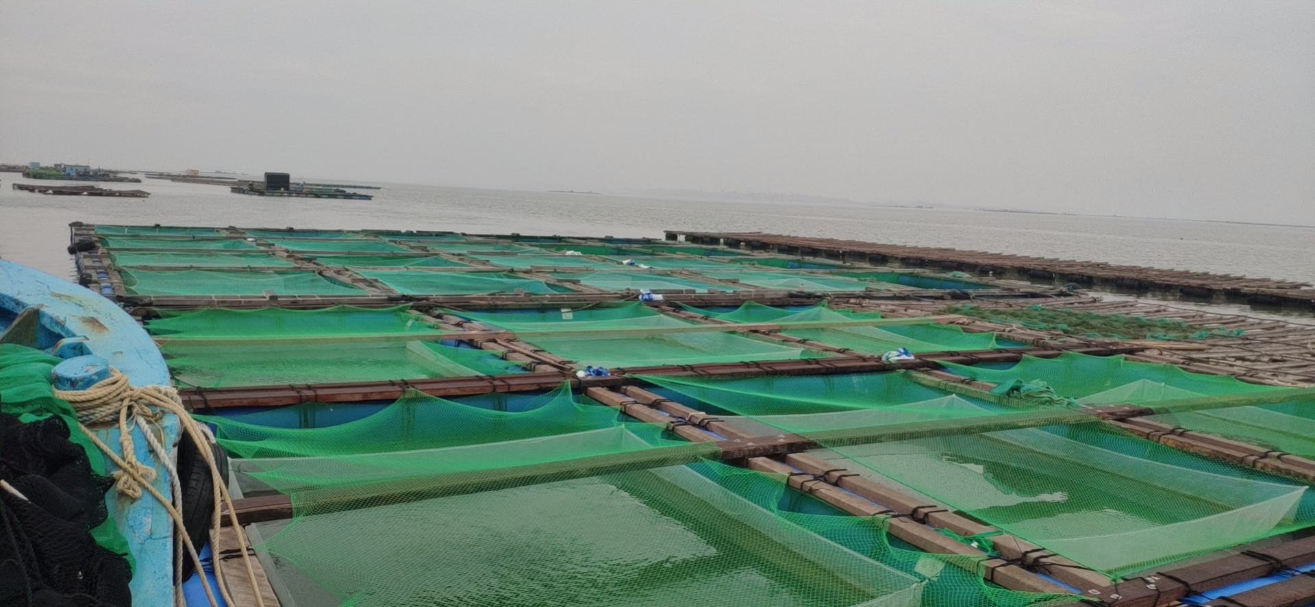 无人机拍摄的近海养殖场,整齐排列的网箱中养殖着大量软壳梭子蟹,远处可见渔船作业 软壳梭子蟹养殖基地航拍图