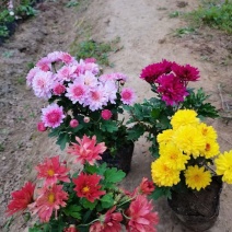 花卉盆景北京夏菊自产自销北京夏菊种植基地