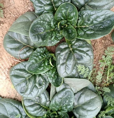 黑叶地趴菠菜产地直销电联视频包装齐全对接商超