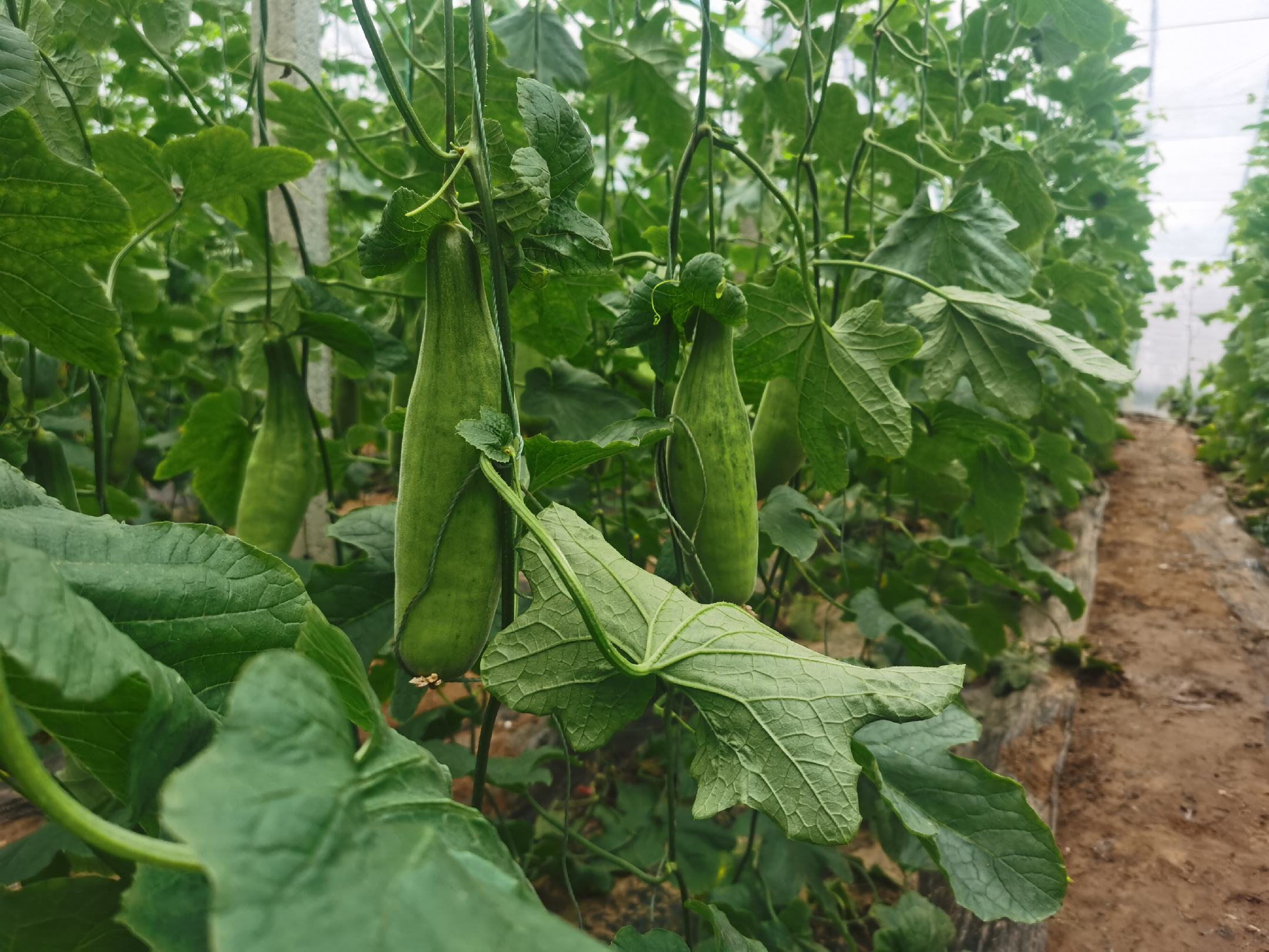 一株成熟的羊角蜜甜瓜植株,藤蔓粗壮,叶片浓绿,果实呈细长弯曲状,表皮淡绿色带有细微网纹,悬挂在支架上,阳光照射下显得晶莹剔透,背景为现代化温室大棚 羊角蜜甜瓜成熟植株特写
