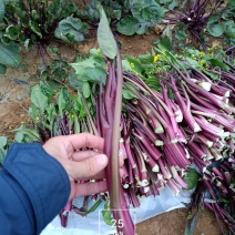 正宗菜苔长期供货价格美丽
