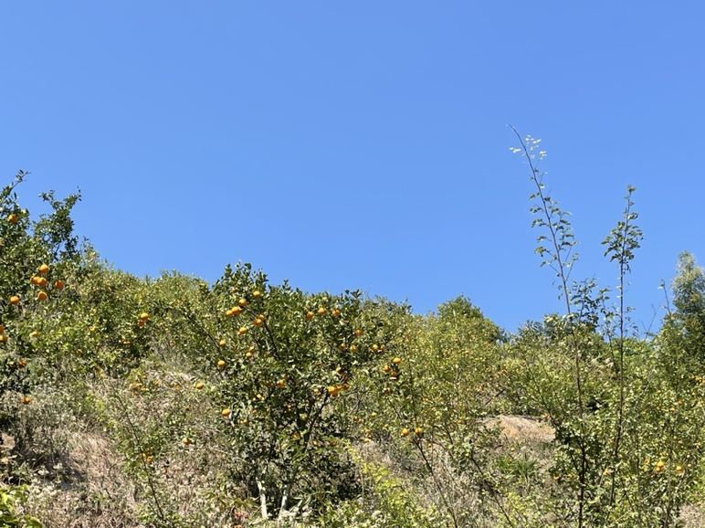 皇帝柑果实特写