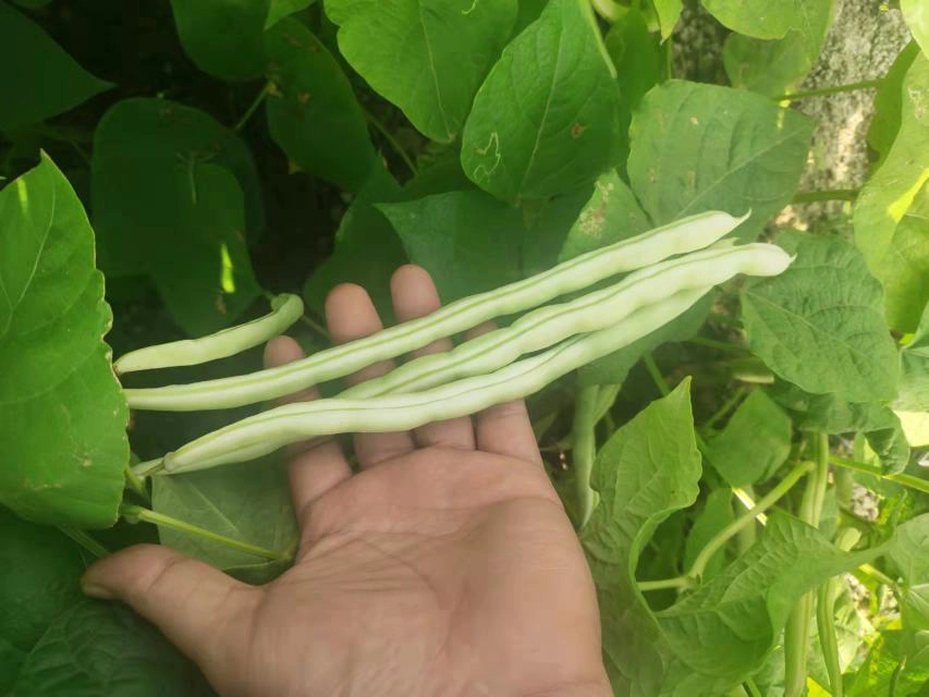 白扁豆植株特写