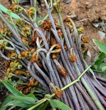 [龍爪菜批發]貴州本地紫蕨菜鮮蕨菜蕨苔甜蕨菜龍爪菜產地供應量大從優