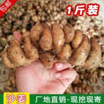 本地沙姜海南沙姜山奈产地直销了一件代发实地看货