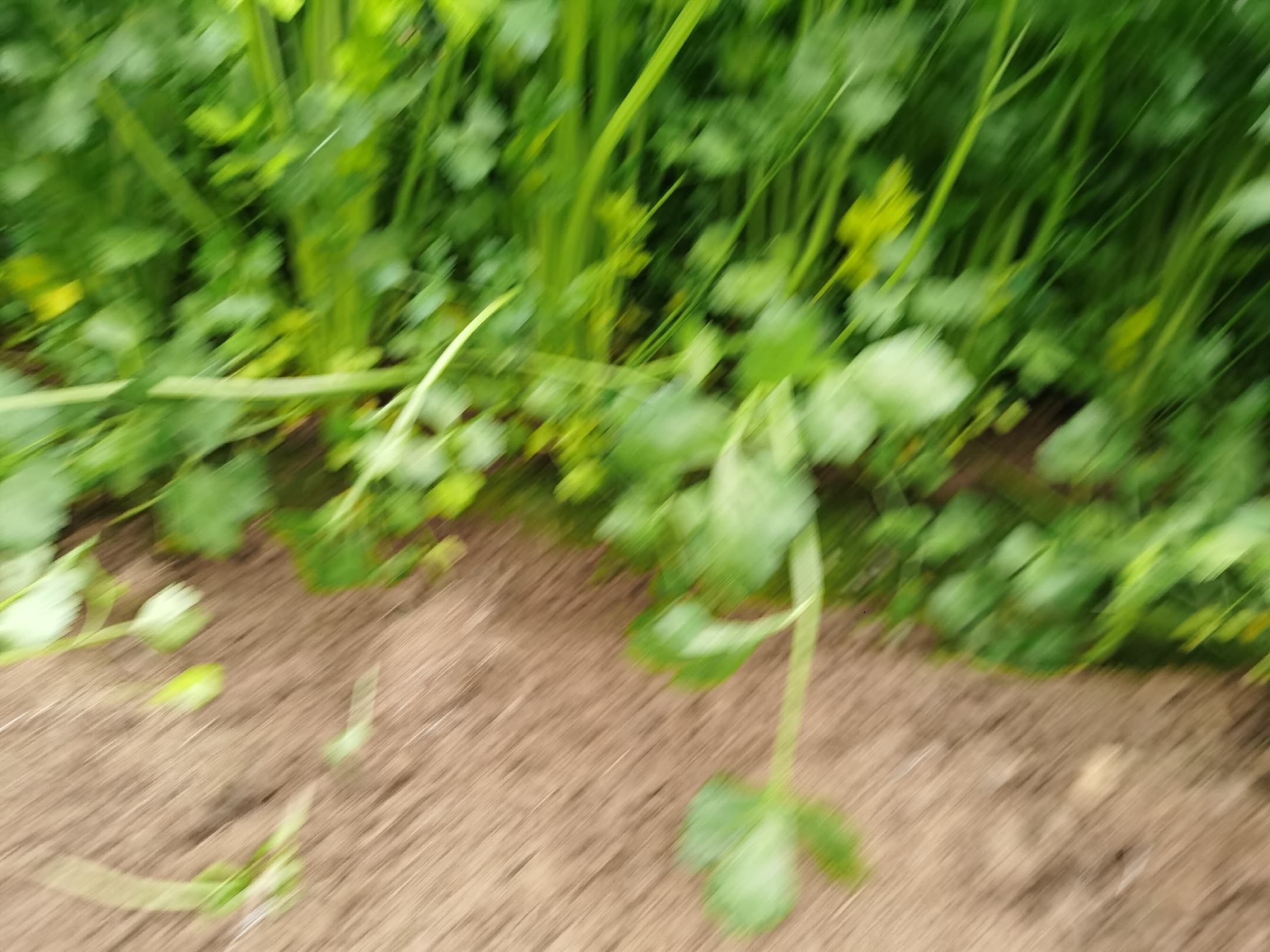 一株新鲜的香菜与一株带叶的芹菜并列摆放,展示其叶片形态差异;香菜叶子较细碎呈羽状分裂,芹菜叶片较大且边缘锯齿明显,根部均带有泥土,背景为田园土壤环境 香菜与芹菜植株对比图