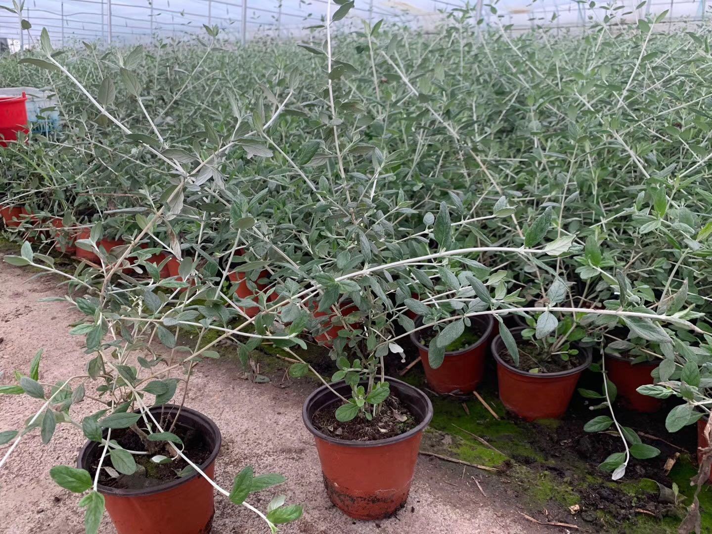 雏菊植物在花园中的种植场景