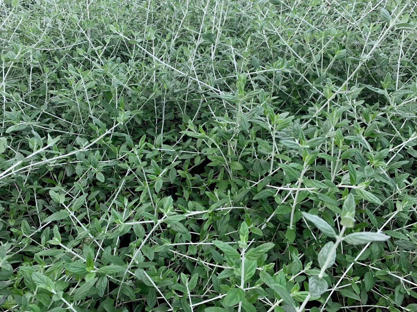 野菊花植株特写：茎叶密被灰白色绒毛，头状花序直径0.8–1.2cm，舌状花黄色、较窄，管状花金黄，花托凸起明显，无托片