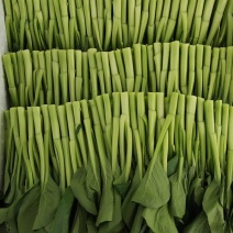 正品保障菜苔下单秒发价格美丽