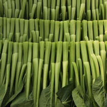 正宗菜苔电商供货源头供应