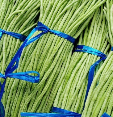 广西省北海市合浦长豆角开始大量上市颜色青绿细条