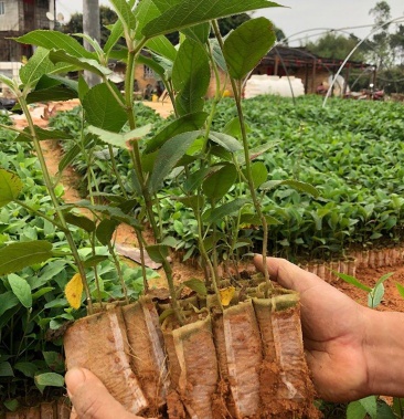 五指毛桃苗中药材种苗南北方四季种植苗带土带叶广西发货