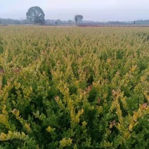 金森女贞新农村建行道风景公园绿化植树造林占地用苗房地产绿