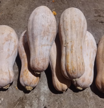 [南瓜批发]海南瓜价格1.00元/斤 - 一亩田