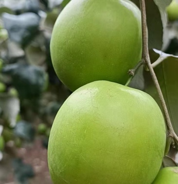 信息评价【联系我时,请说是在一亩田上看到的】雷州半岛青枣 大叶枣