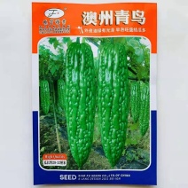 晓富澳州青鸟苦瓜种子早熟油绿多果高产大田春秋播种高端苦瓜