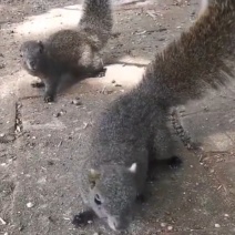 红腹松