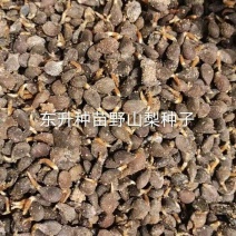 山梨种子野山梨种子梨籽梨树种子梨