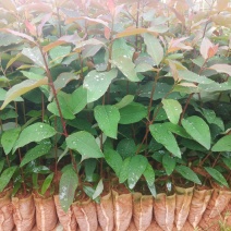 桉树苗